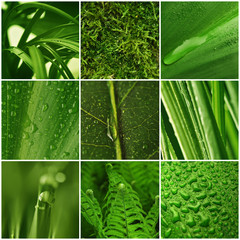 Zielona roślinność - obrazy, fototapety, plakaty