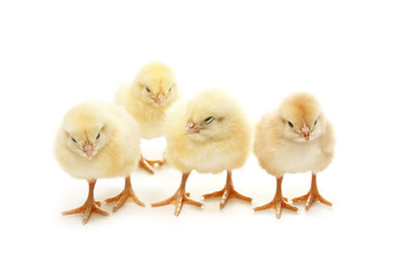 Fototapeta premium four chicken