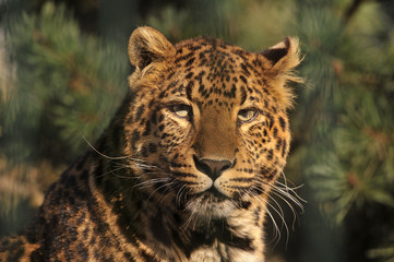 Naklejka premium potrait de léopard