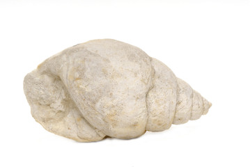 fossil sea shell,  bourguetia