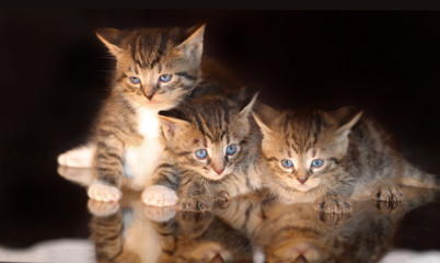 three kittens striped tabby