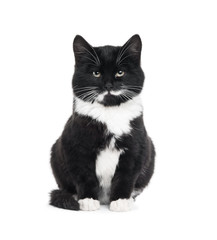 black kitten cat