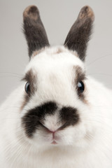 rabbit