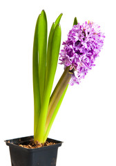 hyacinth