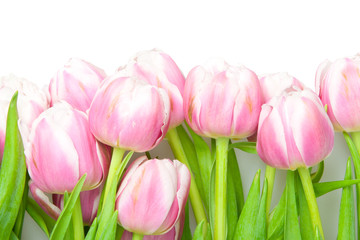 pink tulips