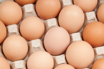 eggs