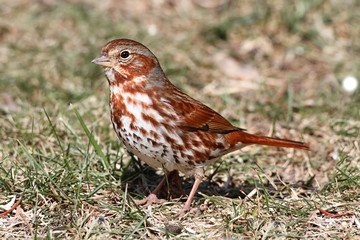 Fox Sparrow (Passerella iliaca)