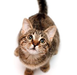 kitten sits on white background