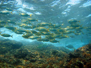 Naklejka na ściany i meble Shoal of fish Salema porgy, near water surface, Mediterranean sea, France