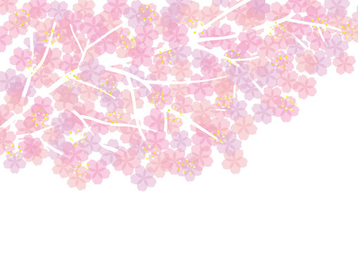 桜