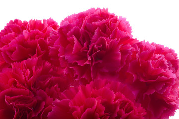 カーネーション