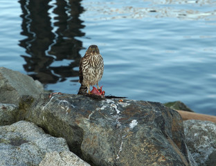 Cooper's Hawk (Accipiter cooperii)