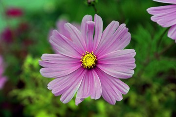 Obraz premium Blumenblüte