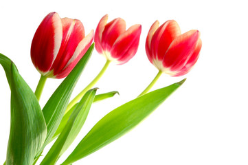 Tulpen