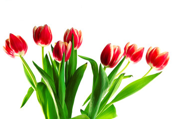 Tulpen