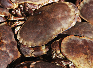 krebse