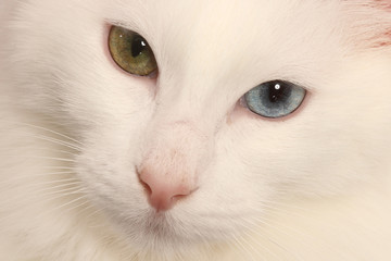 deux yeux de couleurs différentes pour le chat angora