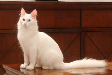 élégance du chat angora assis de profil - obrazy, fototapety, plakaty