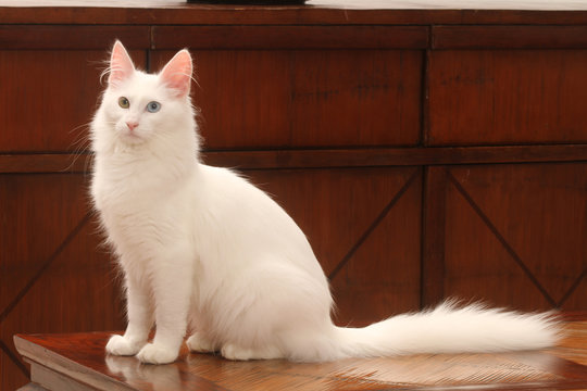 élégance du chat angora assis de profil