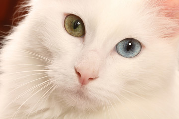Fototapeta na wymiar różnookim Turecki Angora cat