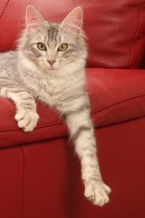 chat angora turc sur un fauteuil rouge