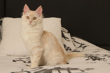 Chat Angora Turc Debout Sur Le Piano Wall Mural Wallpaper Murals Callalloo Candcy