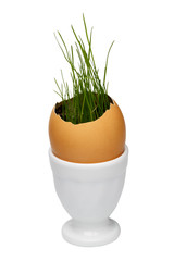 Grass in the eggshell