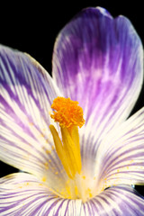 Beautiful macro close up of fresh spring crocus flower with colo