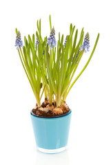 Muscari botryoides flowers also known as blue grape