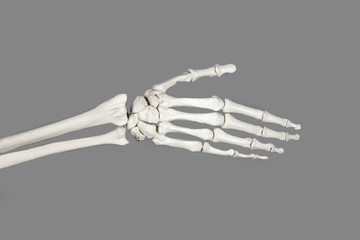 Skelett Hand