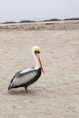 Pelican