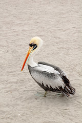 Pelican walking