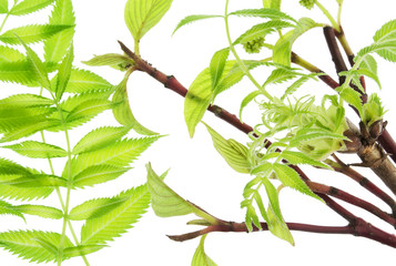 The first spring gentle leaves