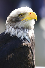 Weißkopfseeadler