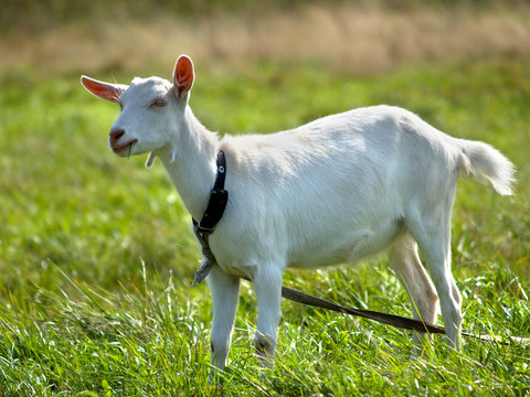 Goat on green meadow