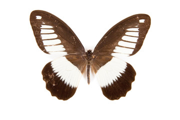 Black and white butterfly Papilio zenobia isolated