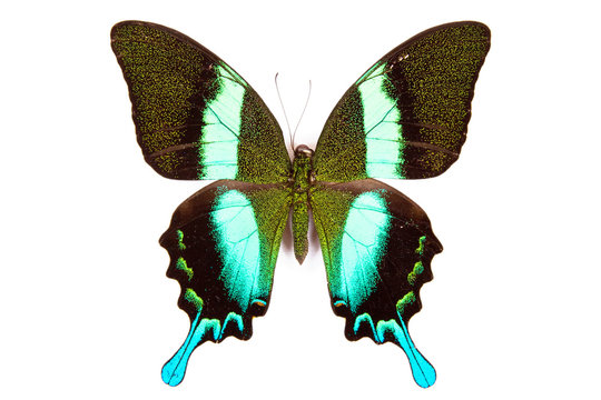 Black and green butterfly Papilio blumei isolated