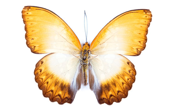 Yellow and white butterfly Cymothoe beckeri  isolated