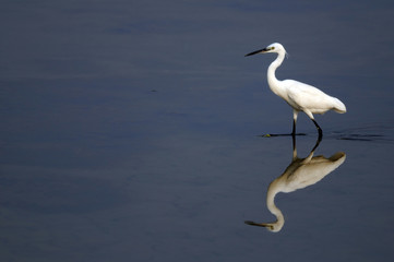 Egret