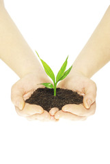 plant in hands