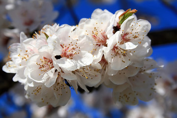 Apricot Flowers