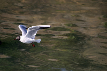 Common Black-headed Gull, larus ridibundus, Seagull