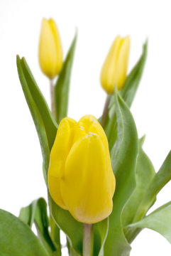 Yellow tulips closeup on white