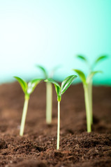 Green seedling illustrating concept of new life
