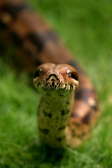 Boa constrictor snake, nature animal photo