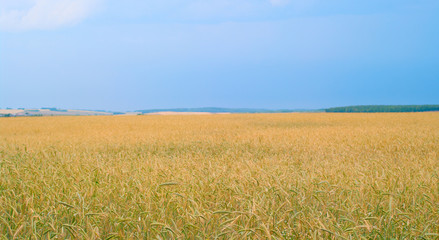 Obraz premium Rye field