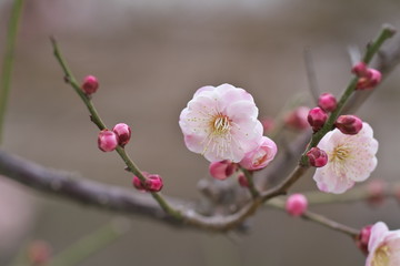 梅