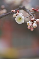 梅