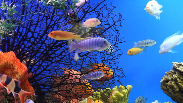aquarium fish