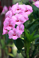 a group of pink orchids